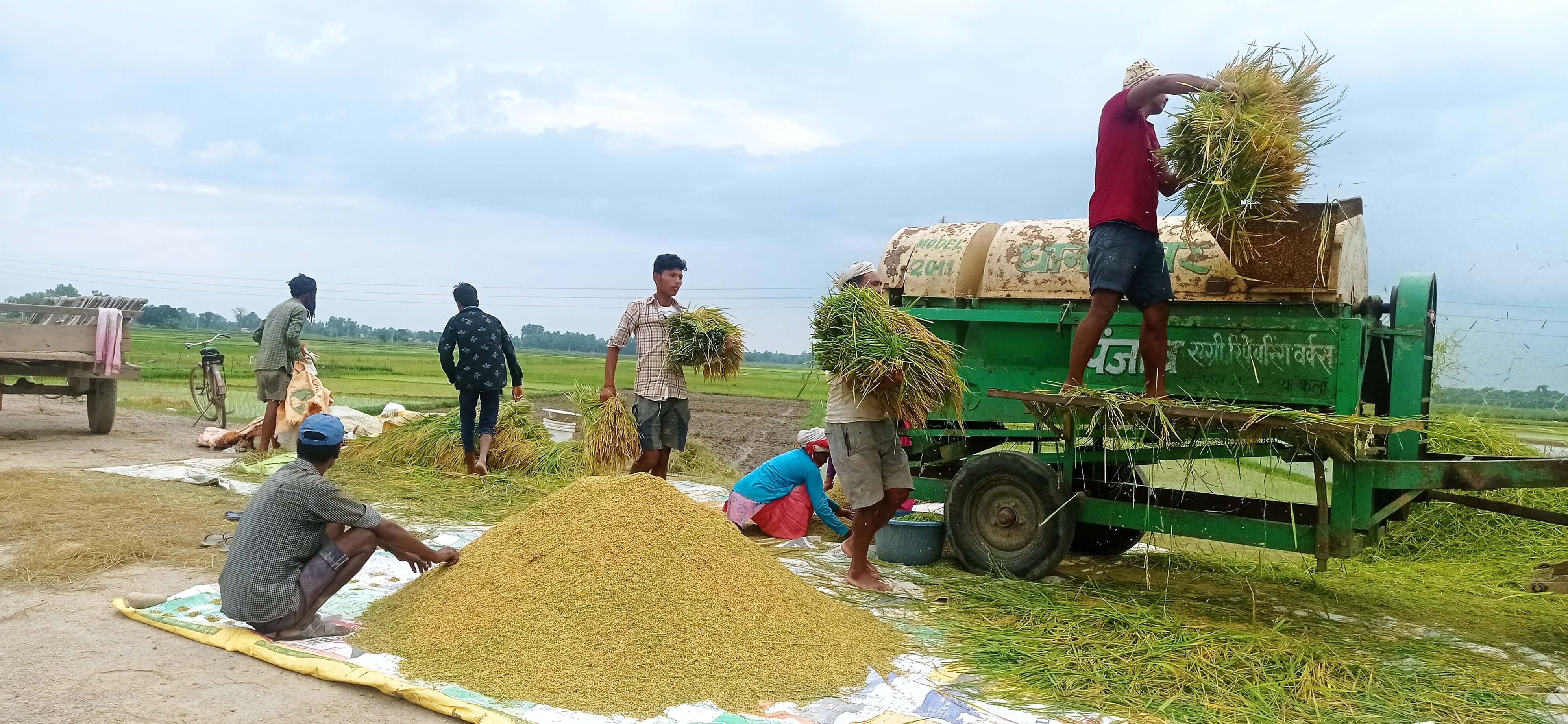 मनसुन छिटो सुरु भएपछि किसानलाई चैते धान भित्र्याउने चटारो